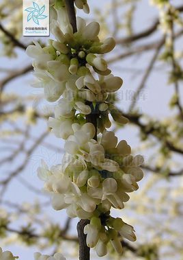 白花荆条概述白花捧蝶归属白花紫荆常见问题白花紫荆造价信息白花紫荆