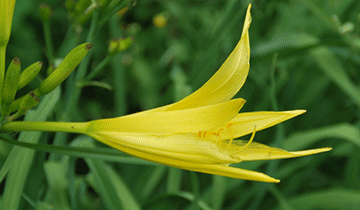 别名众多,有"金针"黄花菜"忘忧草"宜男草"疗愁"鹿箭"等名.