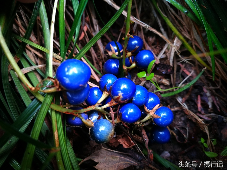 麦冬为百合科沿阶草属多年生常绿草本植物,别名为麦门冬,沿阶草.