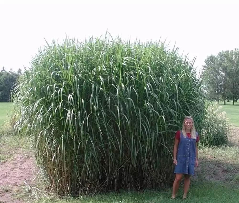 园林植物丨芒草类观赏草介绍