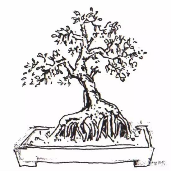 百科 装饰百科 岭南盆景  文丨谢荣耀 绘图丨吴劲章 岭南盆景,是中国