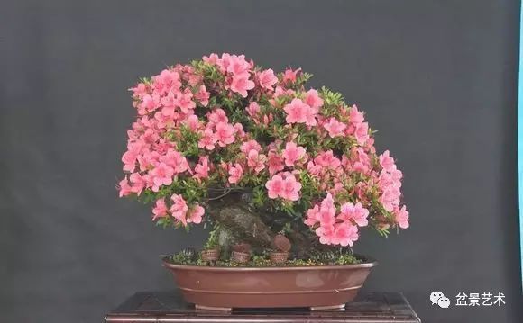 和蔼杜鹃