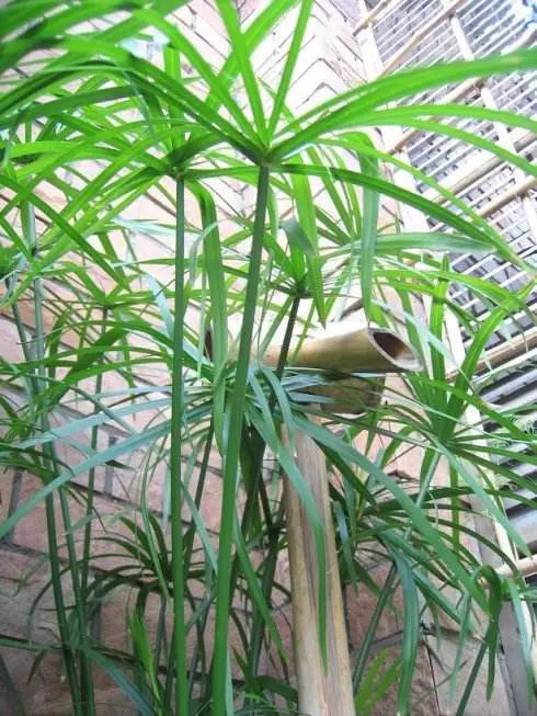水棕竹生长习性