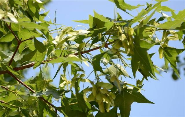 依次元宝枫叶,果,植株16.挪威槭「挪威枫:a.