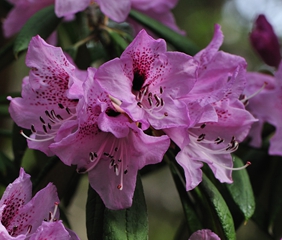 <font color='red'>繁花</font>杜鹃