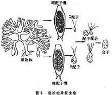 受精(植物)