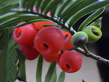 红豆杉的幼枝、未熟及已成熟的果实(图1)