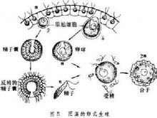 受精(植物)