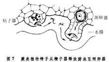 受精(植物)