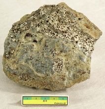 蚀变黑云母碳酸岩(图4)