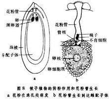 受精(植物)