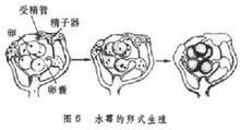 受精(植物)