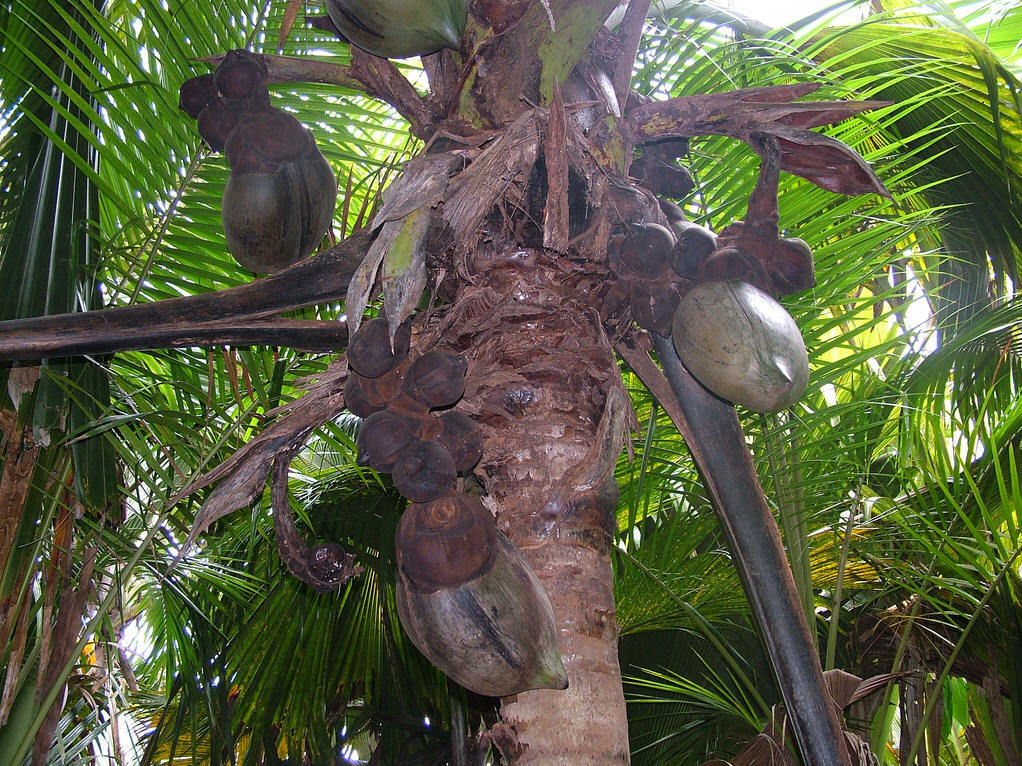 海椰树山丁子图片