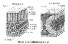 叶片的结构示意图