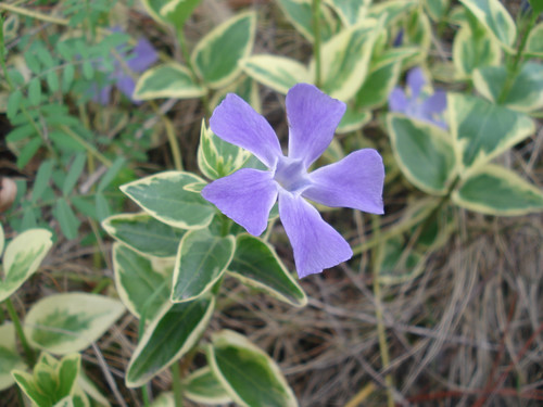 金边<font color='red'>小蔓长春花</font>