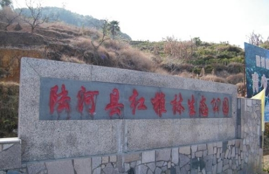 <font color='red'>红椎</font>林