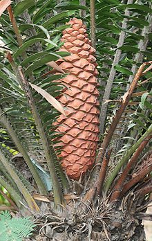 Encephalartos sclavoi