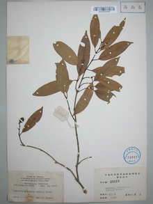 仔榄树的标本(1)