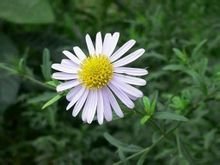 白花蟛蜞菊图片