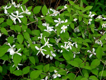 大<font color='red'>花溲疏</font>繁殖栽培