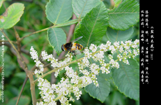 盐麸<font color='red'>木花</font>