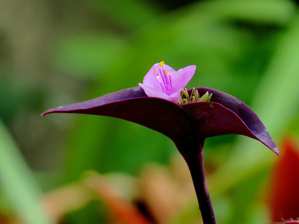 一朵紫竹花图片图片