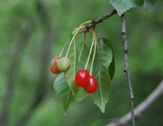 尖尾<font color='red'>樱桃</font>