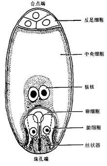 <font color='red'>被子</font>植物门