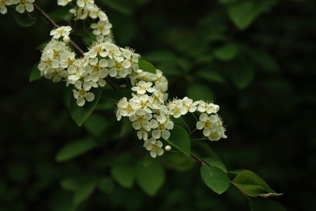 桅子花