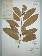 仔榄树的标本(2)