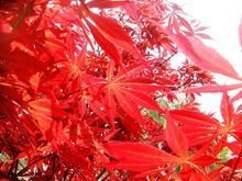 红叶秋海棠图片