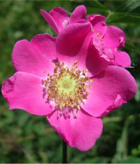 腺果大叶蔷薇图片