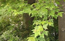 缺萼枫香树图片
