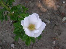 植物学的白玫瑰 Rosa rugosa