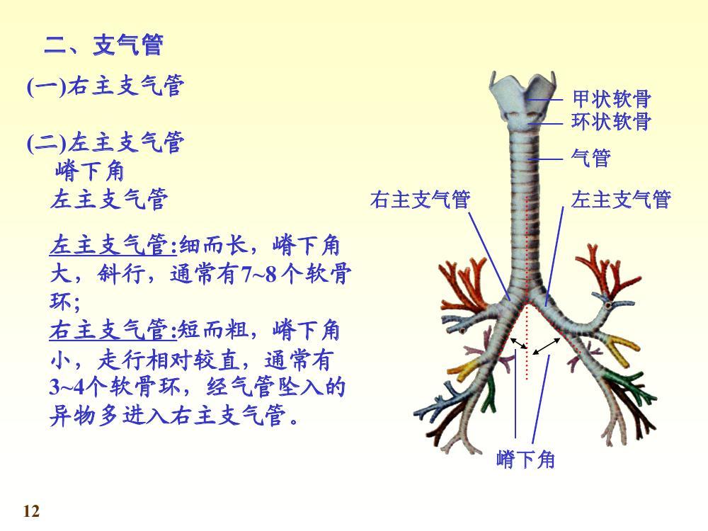 左右支气管图片