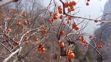 冬季柿子果树