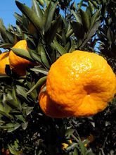 衢州柑橘图片