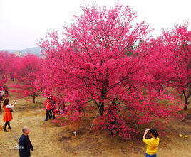 <font color='red'>中国红</font>缨