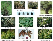 植物染料图片