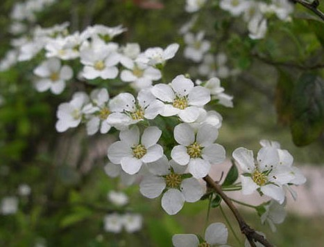 <font color='red'>绣线菊</font>叶