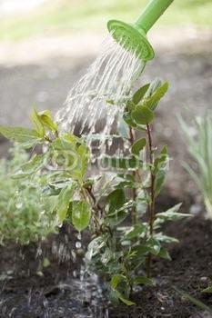 植物<font color='red'>浇水</font>