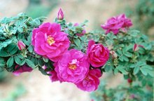 紫枝玫瑰 四季玫瑰 平阴玫瑰 食用玫瑰