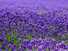草本花卉-紫罗兰