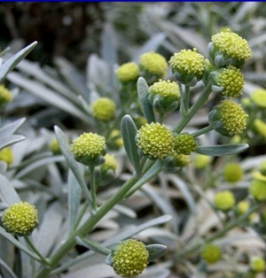 芙蓉菊根