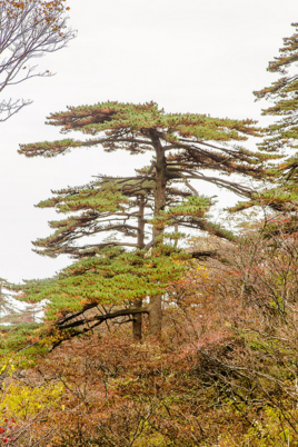 黄山<font color='red'>雨伞松</font>