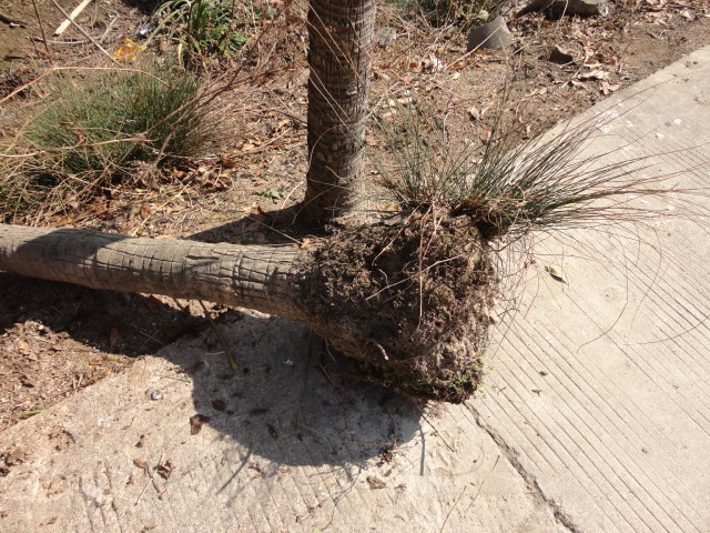 棕榈树根茎图片