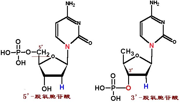 脱氧核苷酸分子式图片