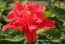 <font color='red'>开花</font>植物特征