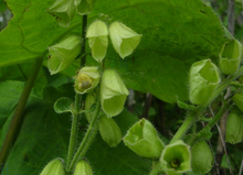 Salvia hylocharis Diels 林华鼠尾草