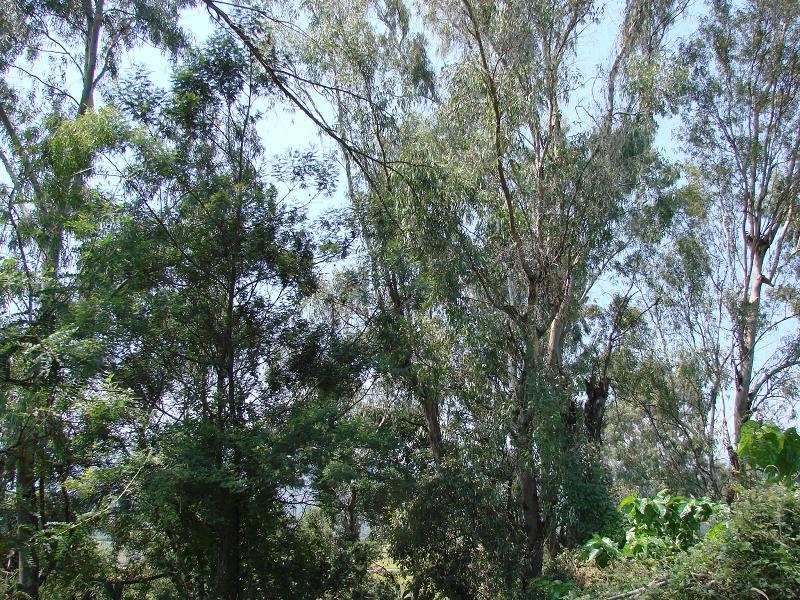 19 6 细叶桉叶,乔木,高10~50米,树皮平滑,淡白色或淡红色,呈薄片状